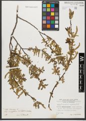 Foto von Salix triandra subsp. amygdalina (L.) Schübl. & G. Martens